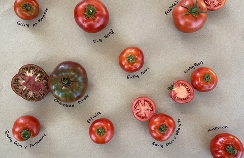 Dy Farm Tomato Field Day