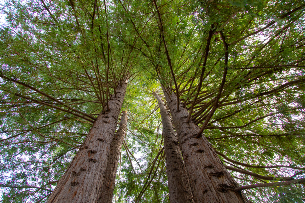 Redwood trees