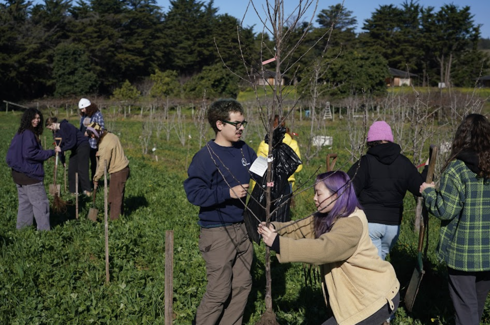 people planting a tree