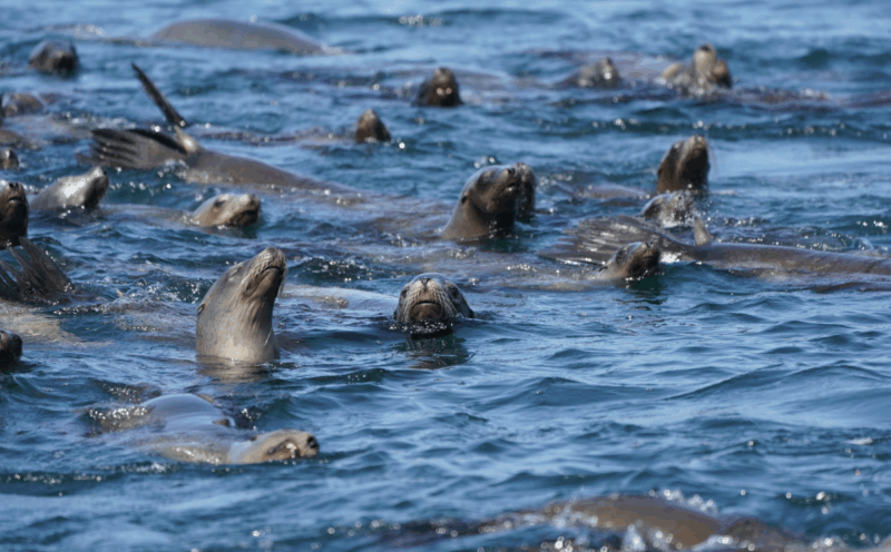 Pesticides Impacts In and around Monterey Bay Lecture
