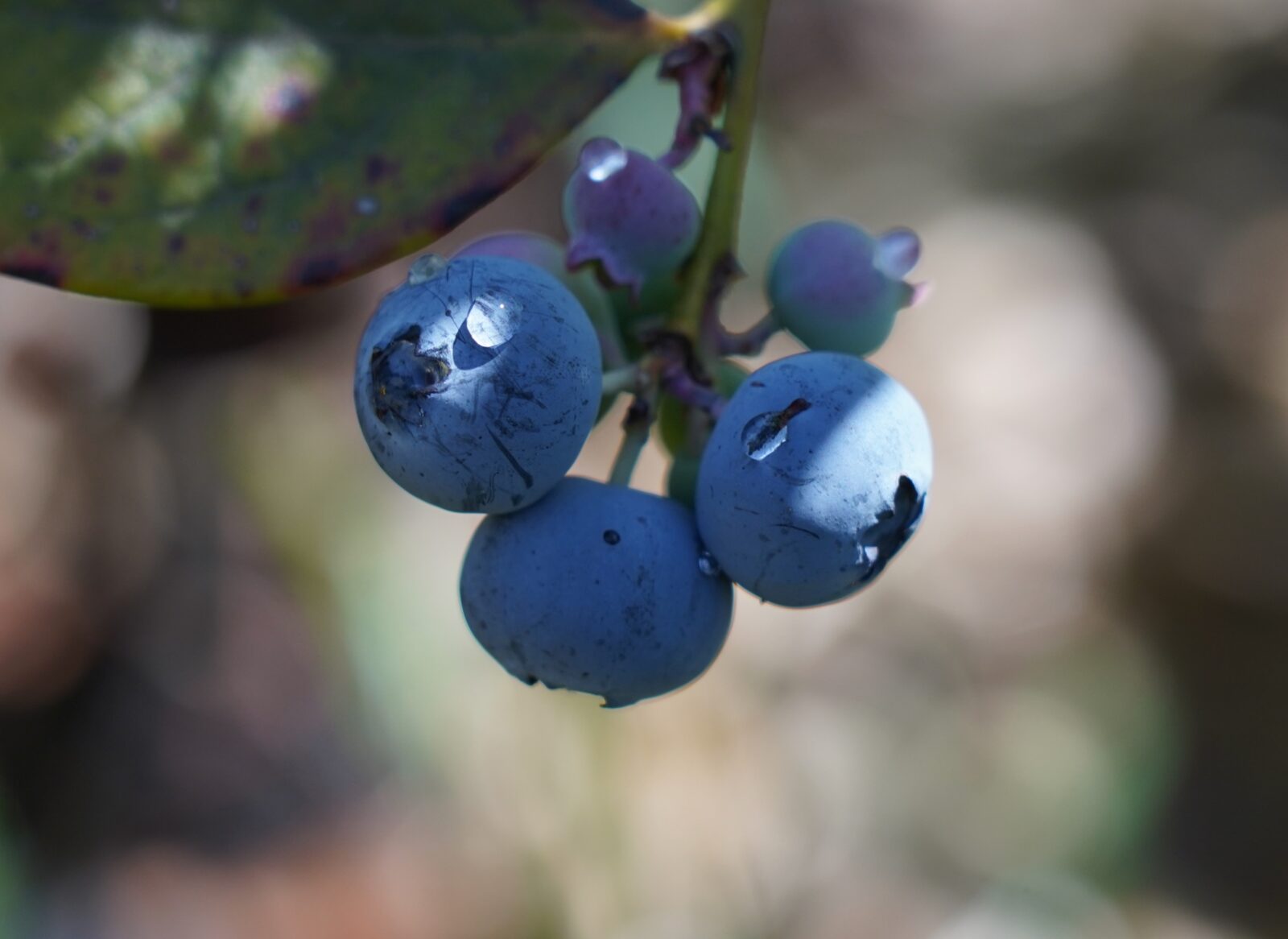 blueberries