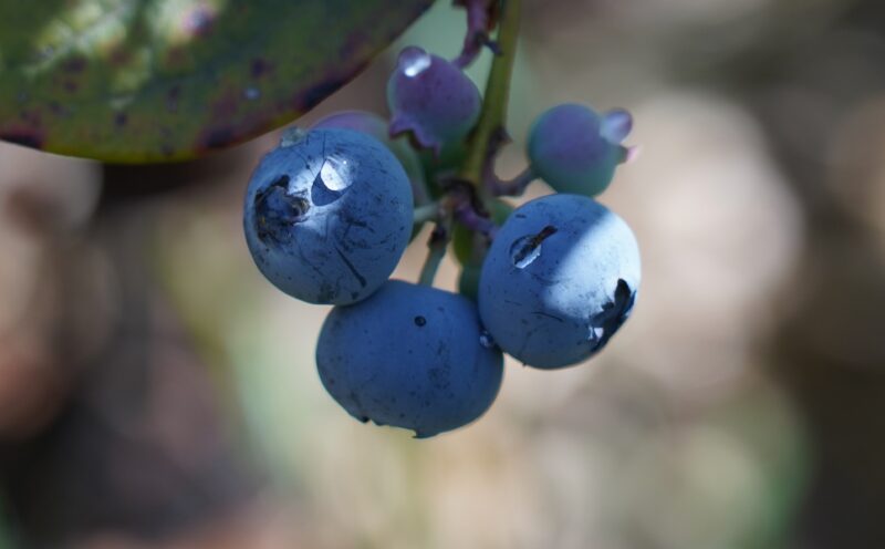 Blueberries for the Home Garden and Small Farm