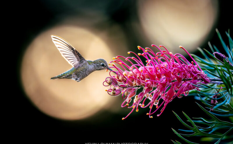March is Hummingbird Month at the UCSC Arboretum & Botanic Garden