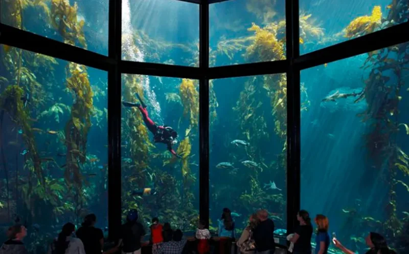 Monterey Bay Aquarium Trip