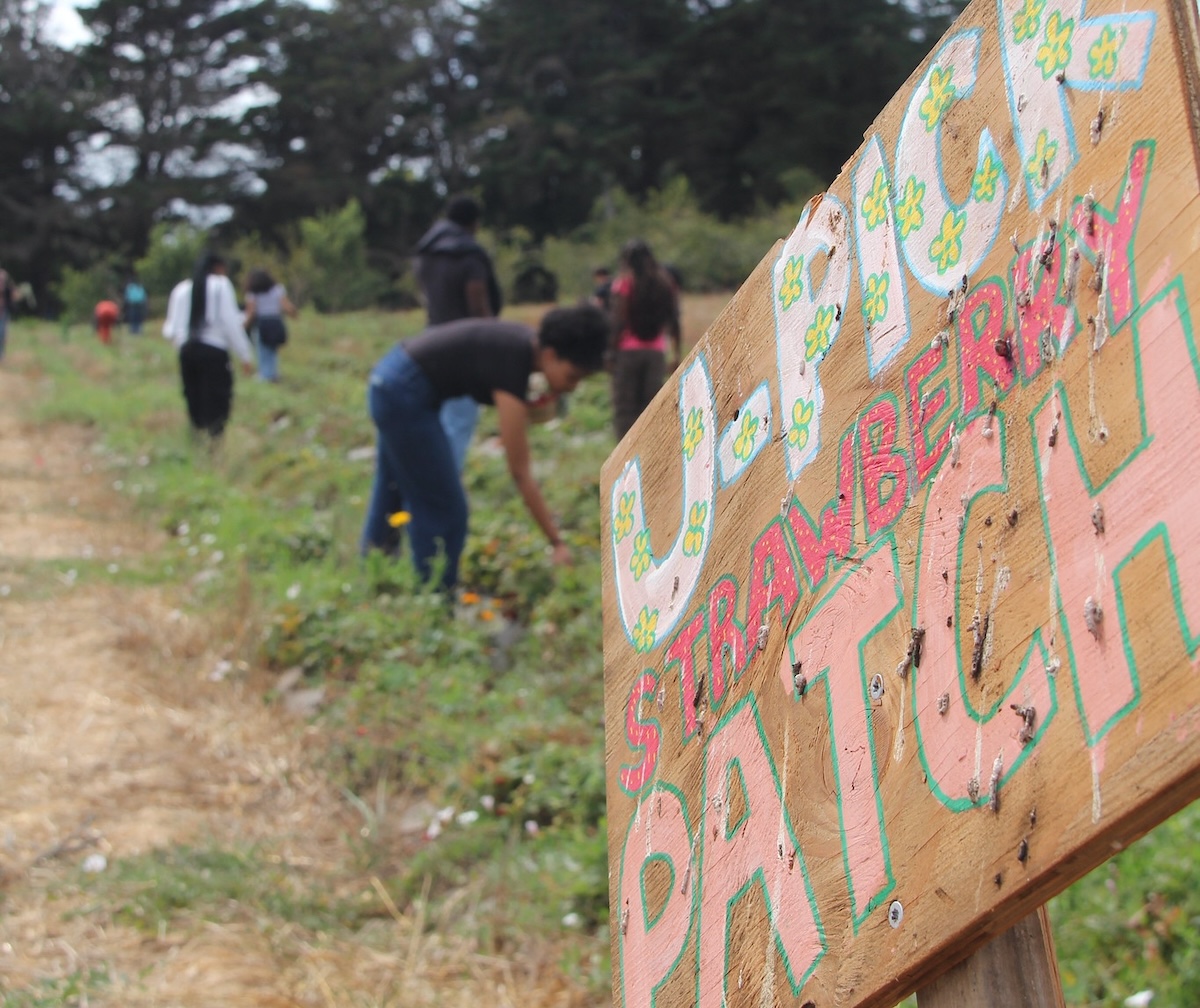 u-pick strawberry patch
