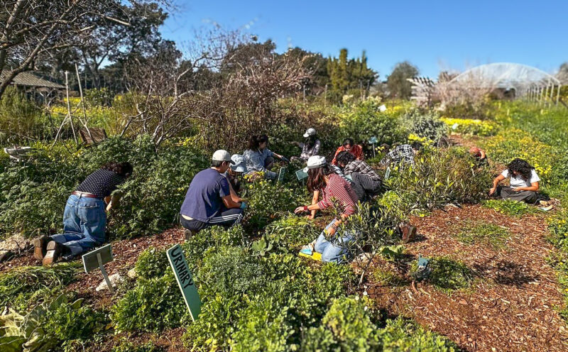 Volunteer Workday at the UCSC Farm