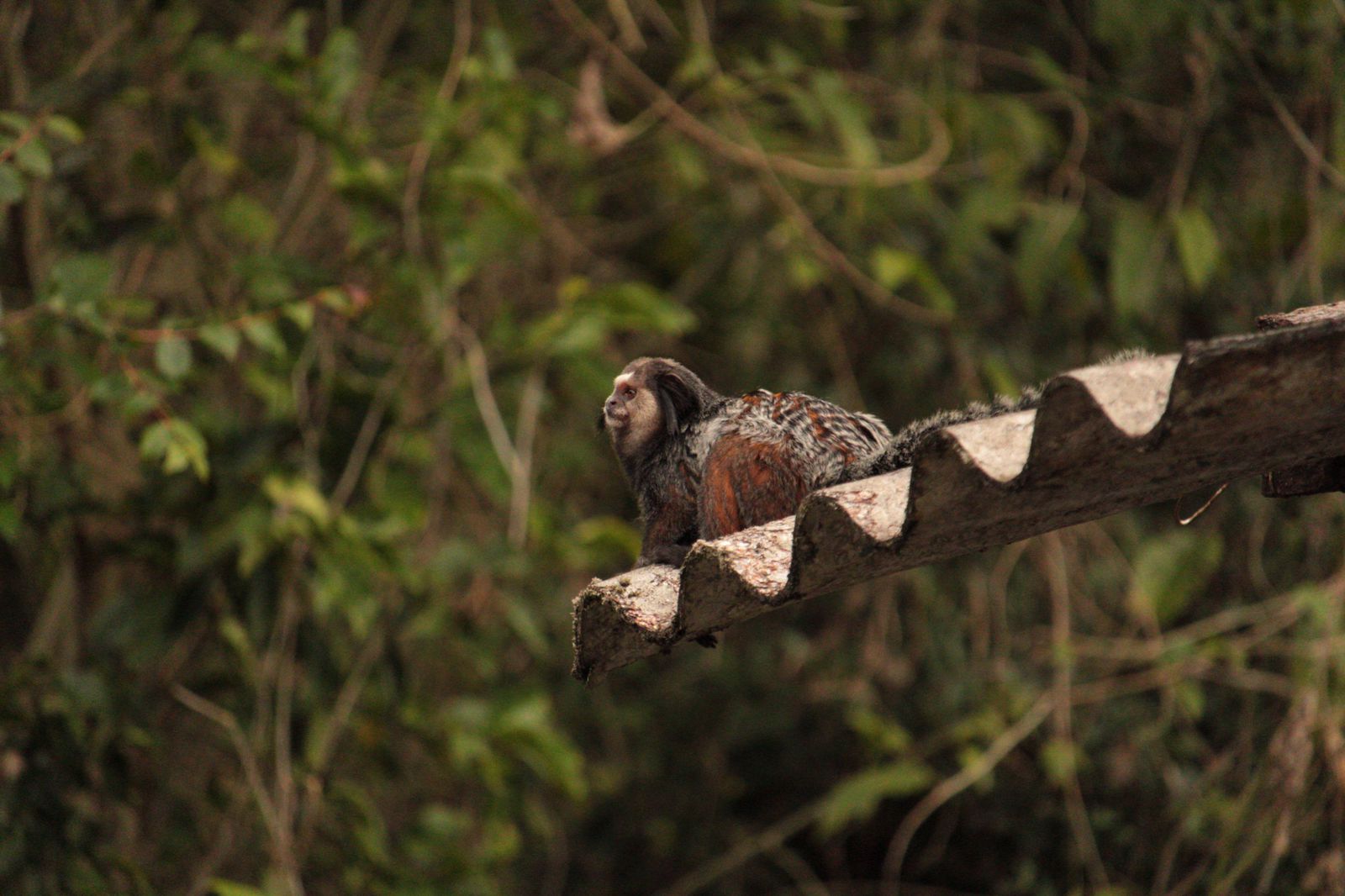 Marmoset in Brazil