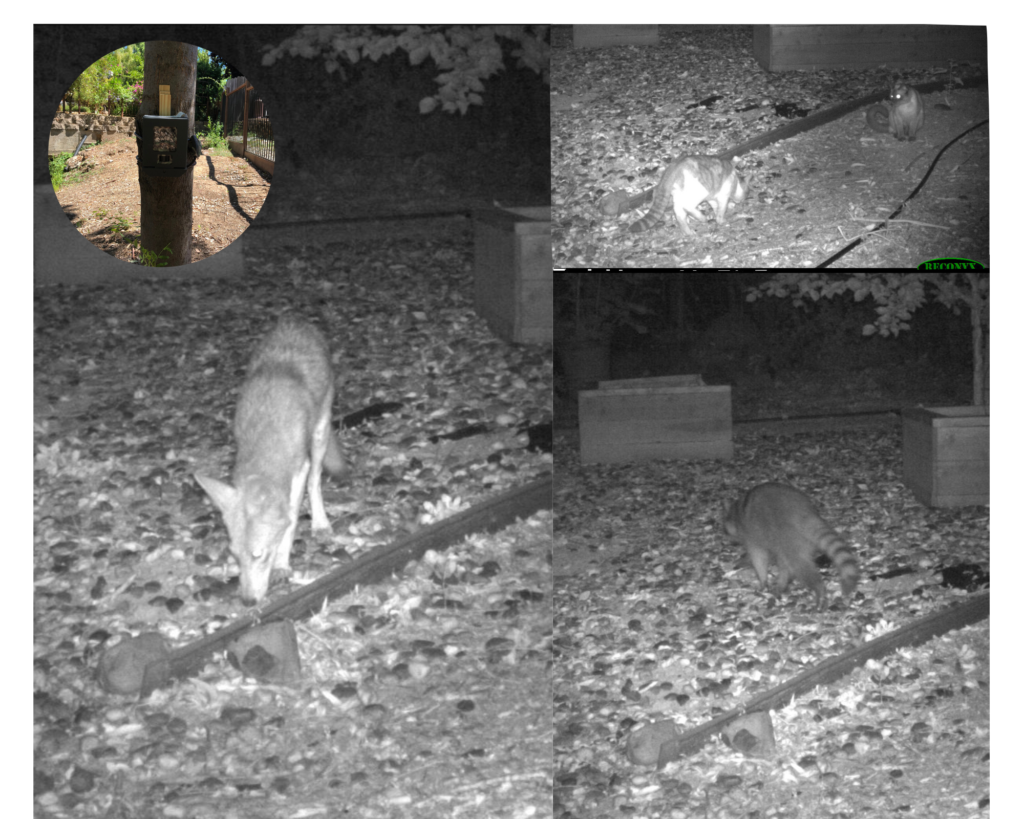 images of animals captured by wildlife cameras