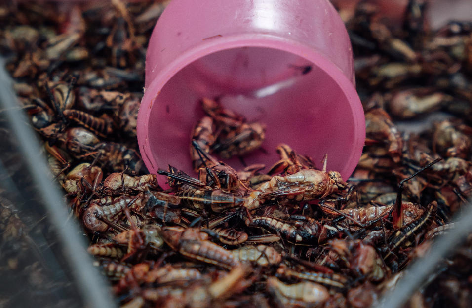 Environmental Studies Seminar Series | Edible Insects and the Future of Food: Capitalist Dreams, Loss, and Everyday Immigrant Practices