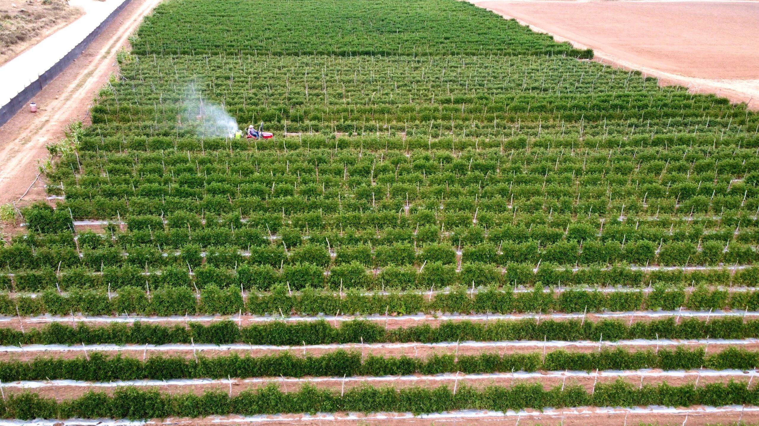 rows of green fields in california growing food