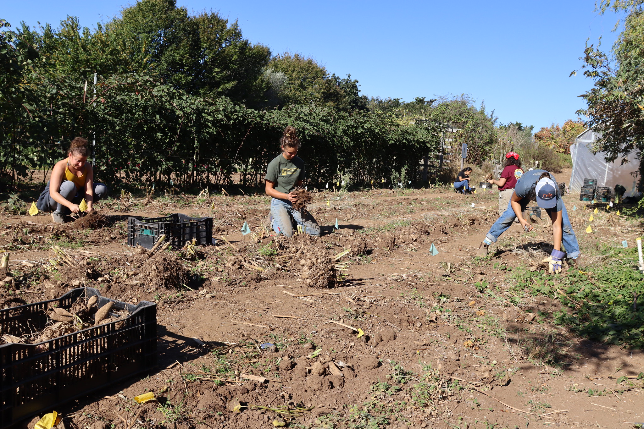 Volunteer Workday at the UCSC Farm