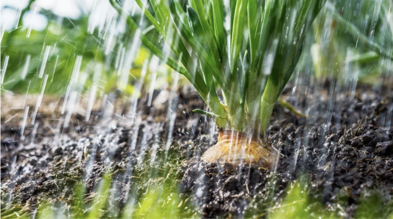 Rain falling on a plant in the soil